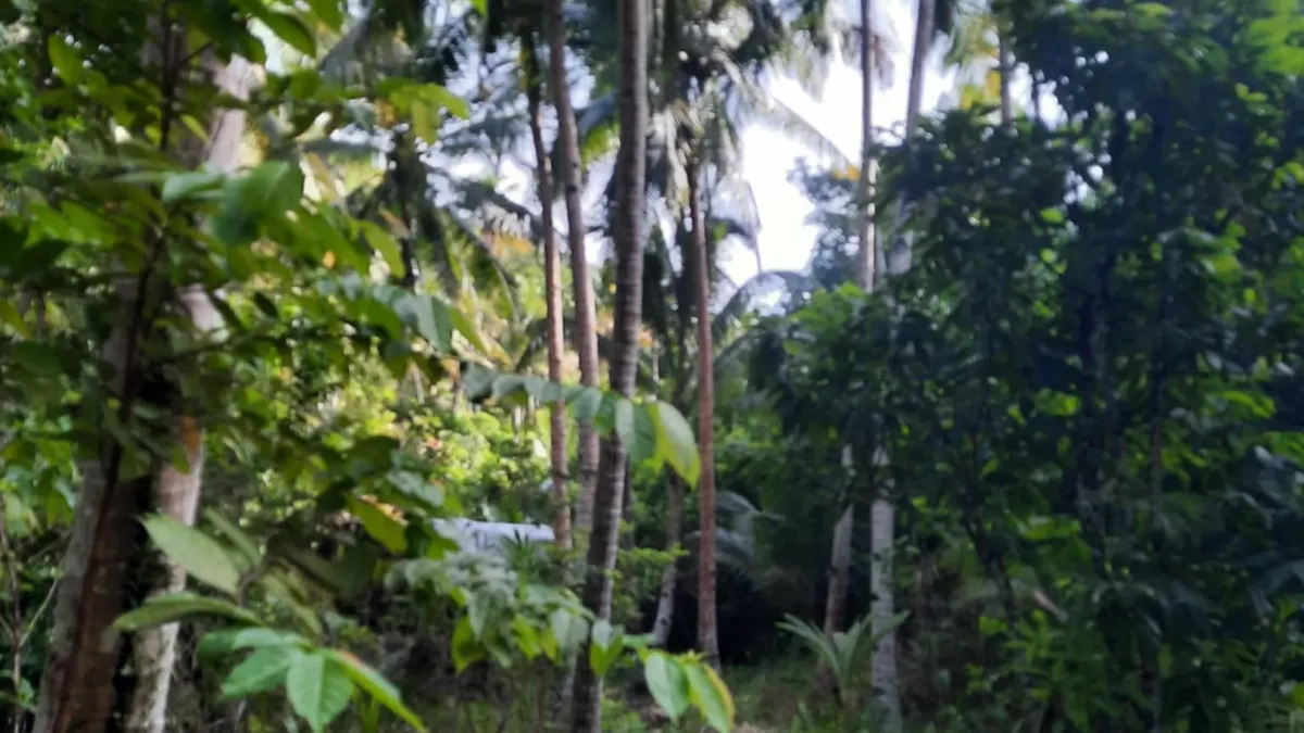 Agricultural Farm Lot for Sale in Batuan, Maasin City