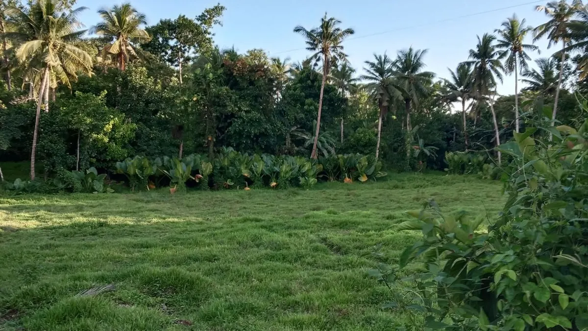 Agricultural Mini Farm for Sale in Tawid, Maasin City