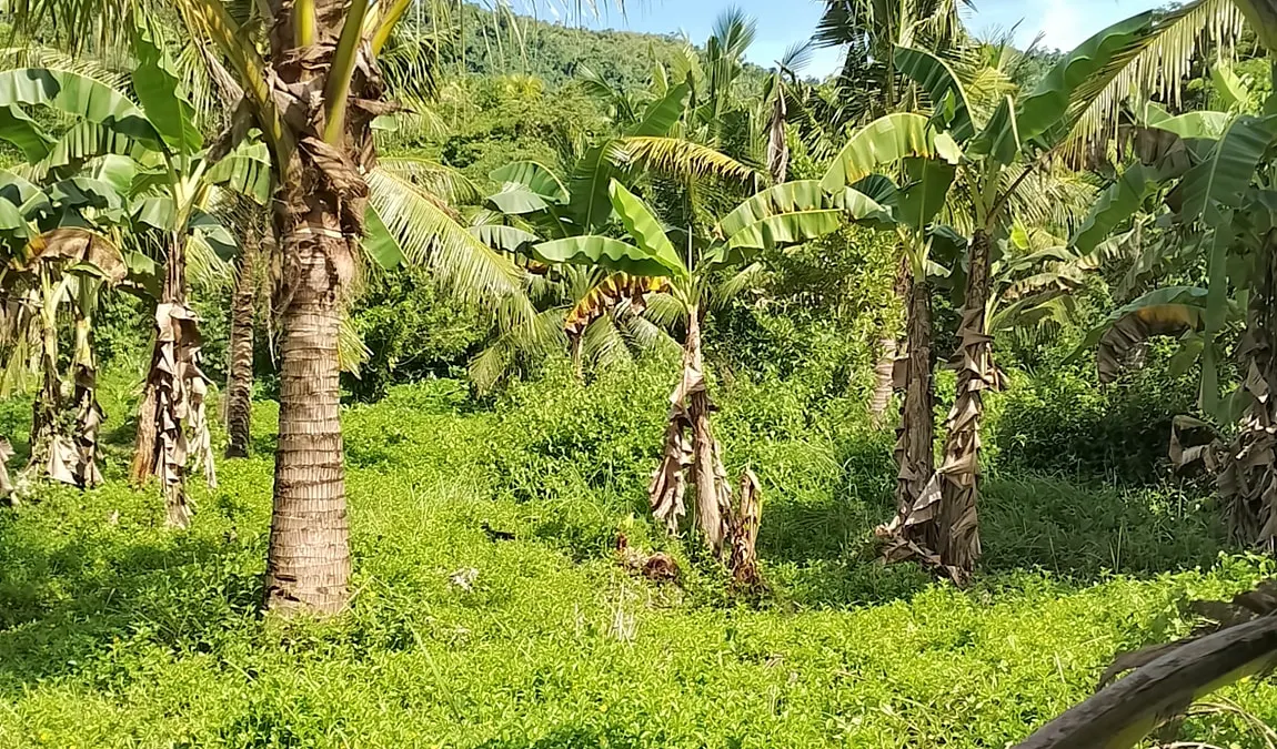 Roadside Investment Property in Dongon