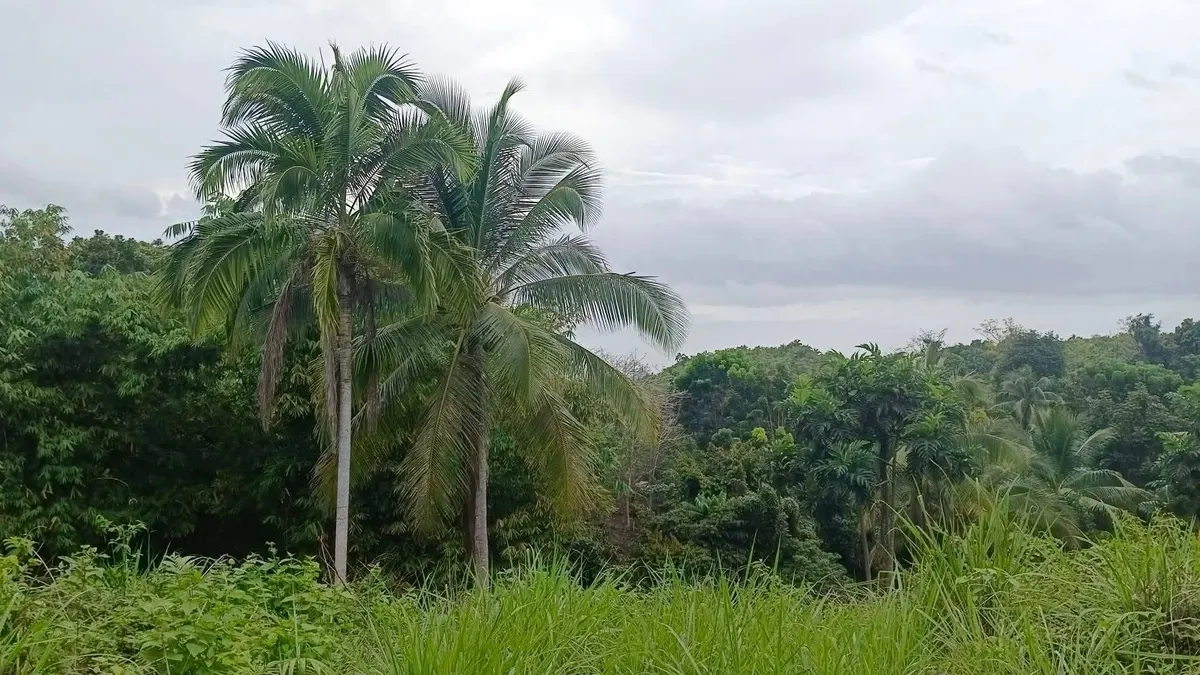 Exclusive Overlooking Residential Property in Badiang
