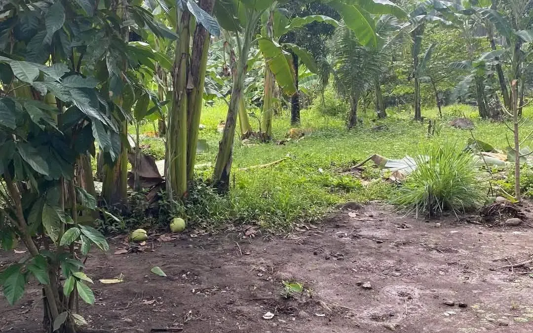 Agricultural and Residential Property in Sogod