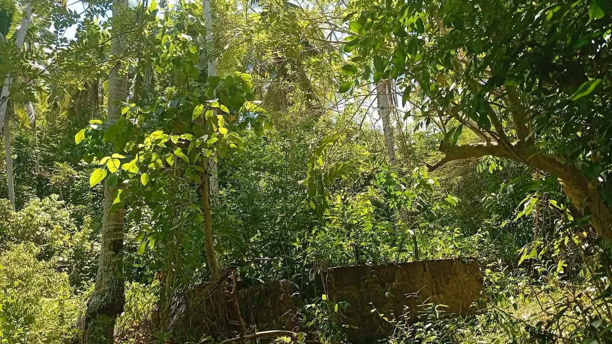 Countryside Farm and Rest House Property in Malitbog