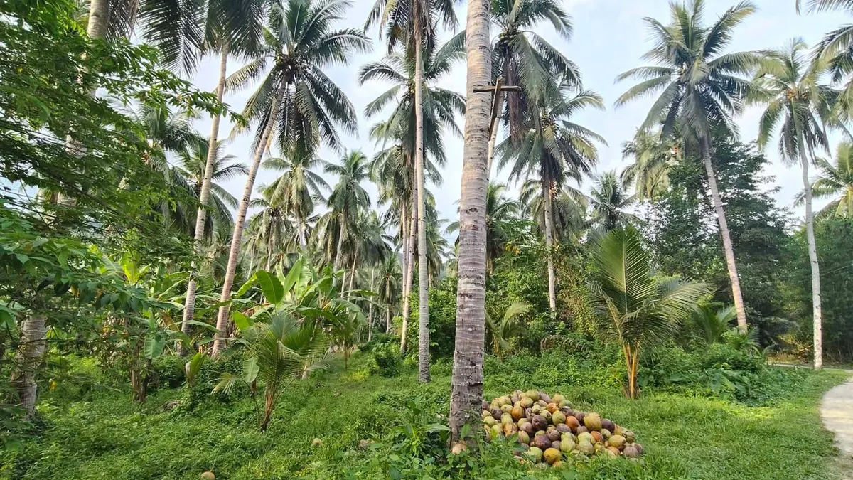 Agricultural and Residential Lot in Ichon