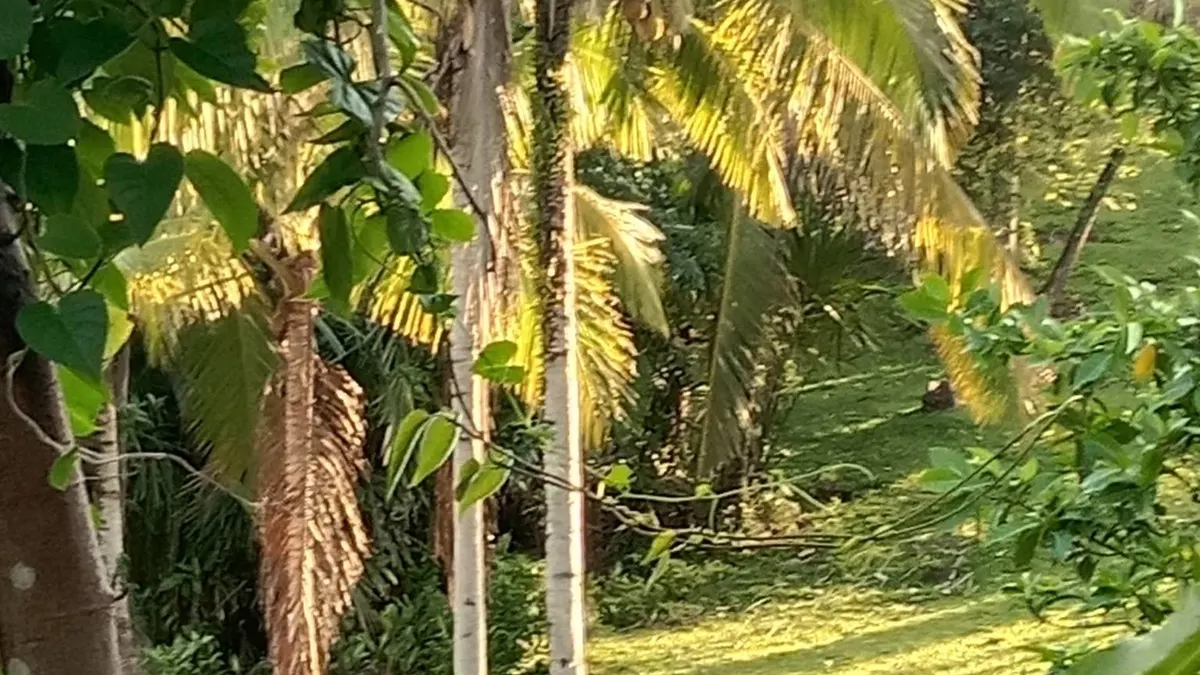 Countryside Farm Property in Tam-is
