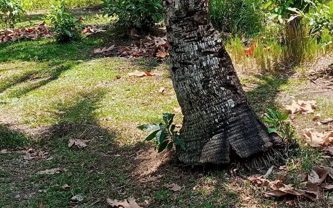 Residential Property in Sagpon, Ibarra, Maasin City