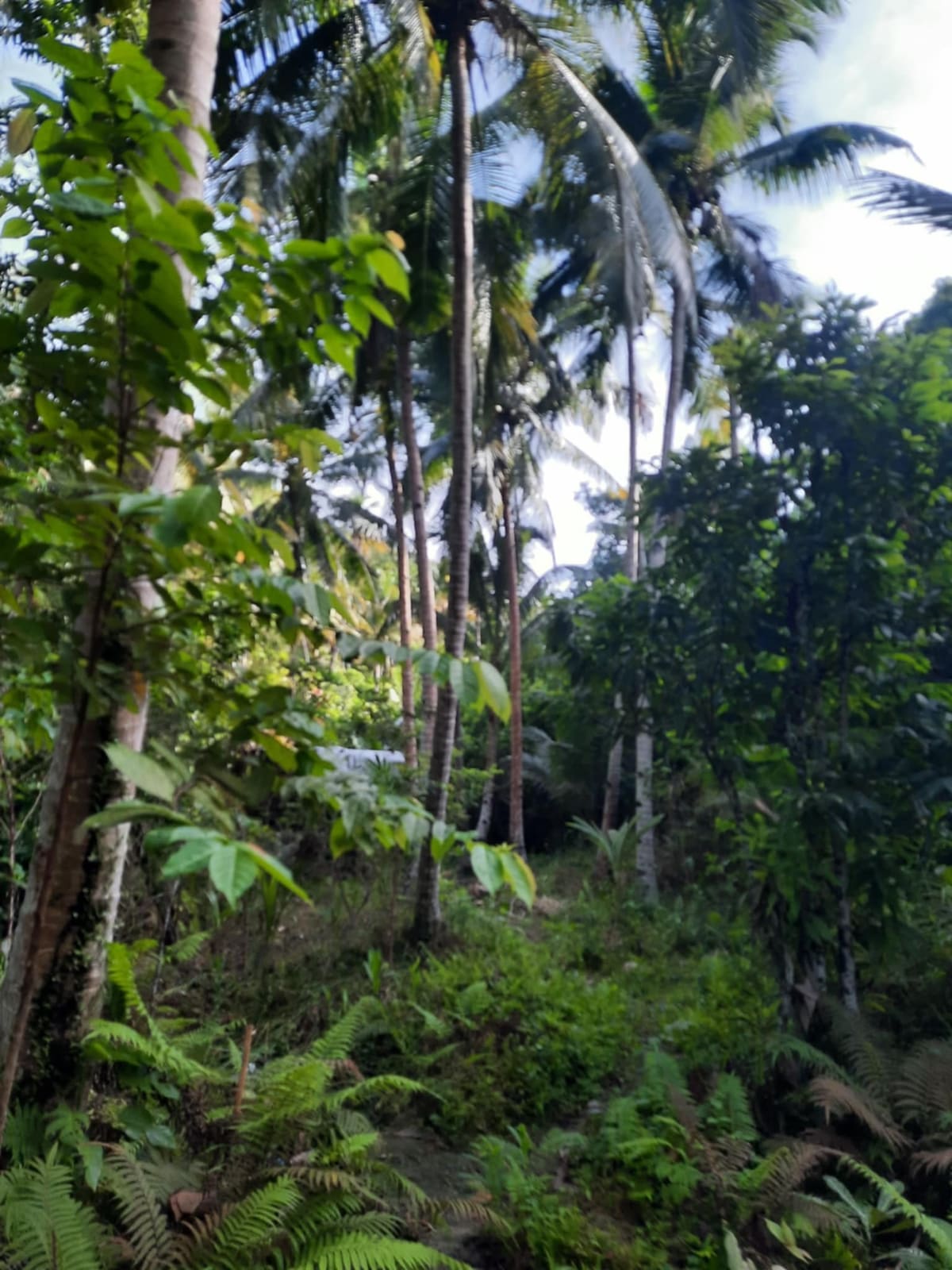 Agricultural Farm Lot for Sale in Batuan, Maasin City