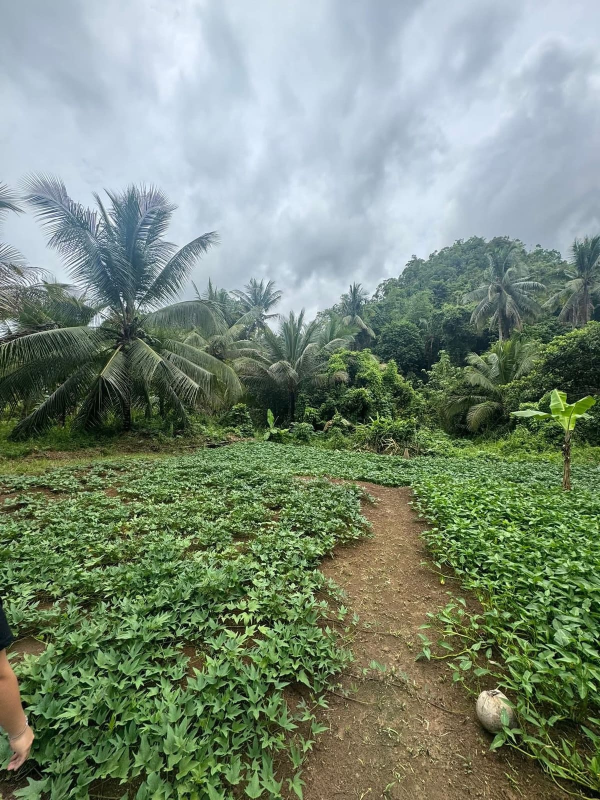Countryside Farm Property in Batuan