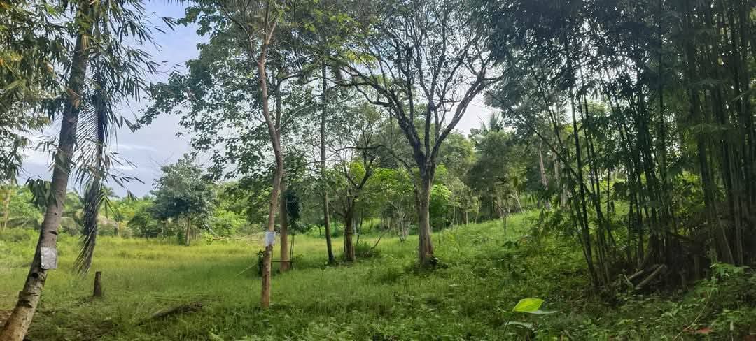 Agricultural Property Perfect for Farming in Batuan
