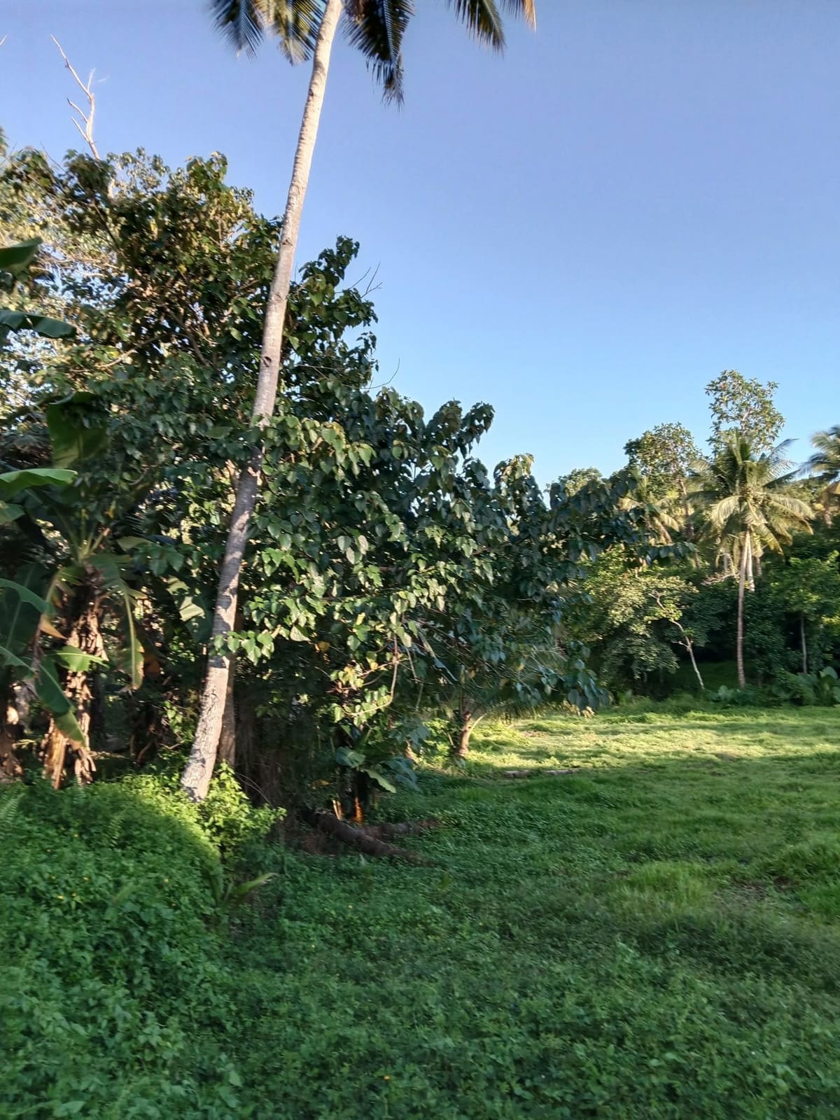 Mini farm lot for sale