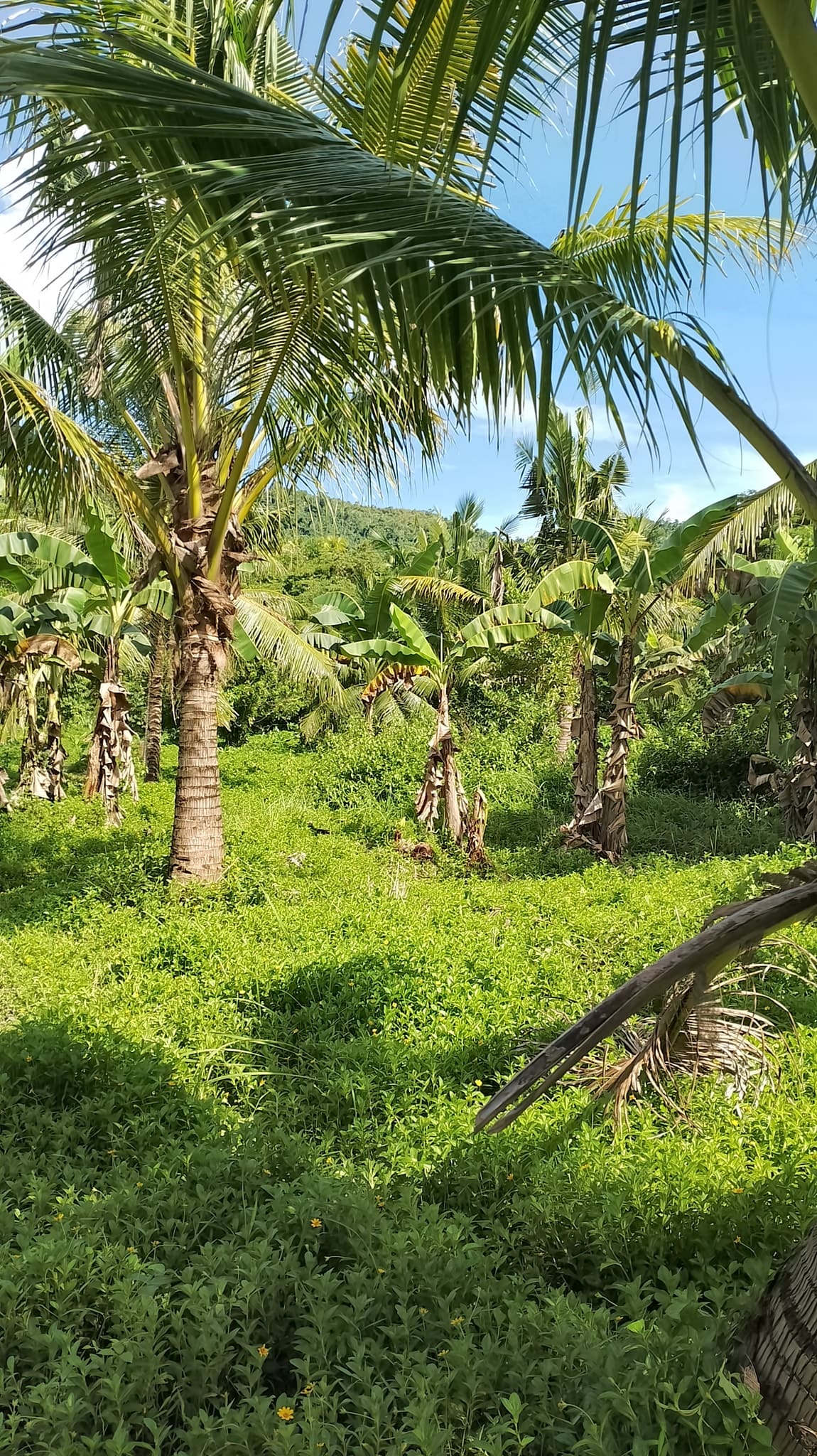 Roadside Investment Property in Dongon