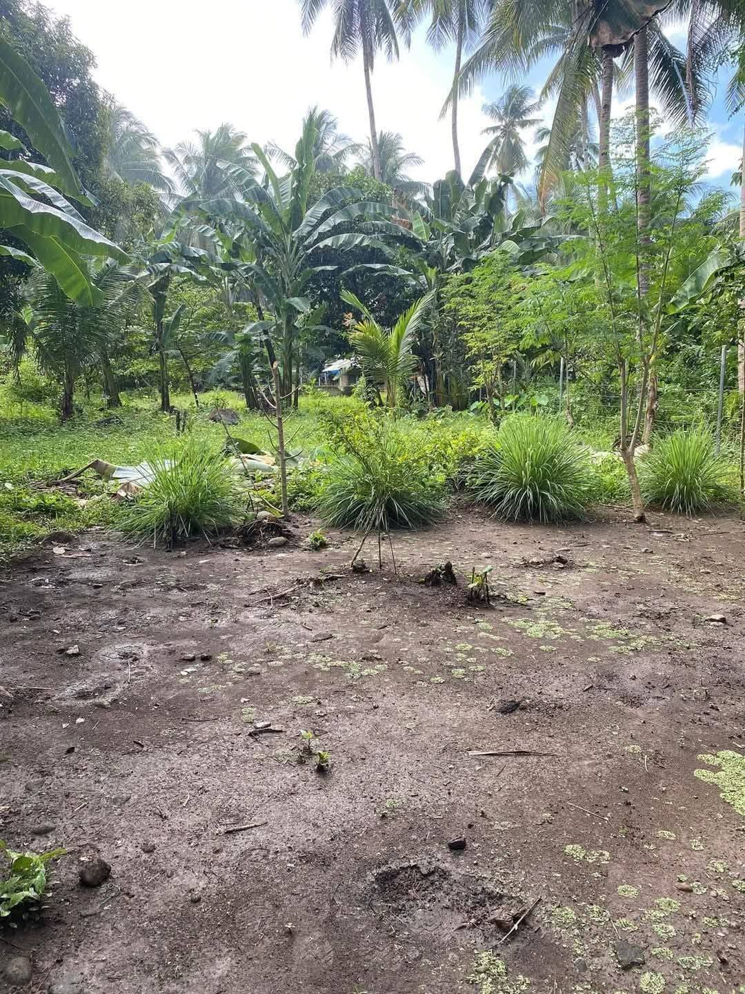 Agricultural and Residential Property in Sogod