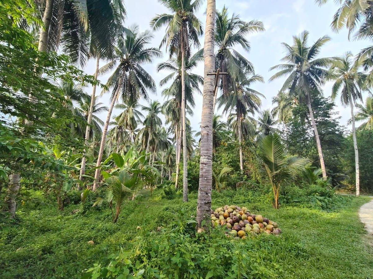 Agricultural and Residential Lot in Ichon