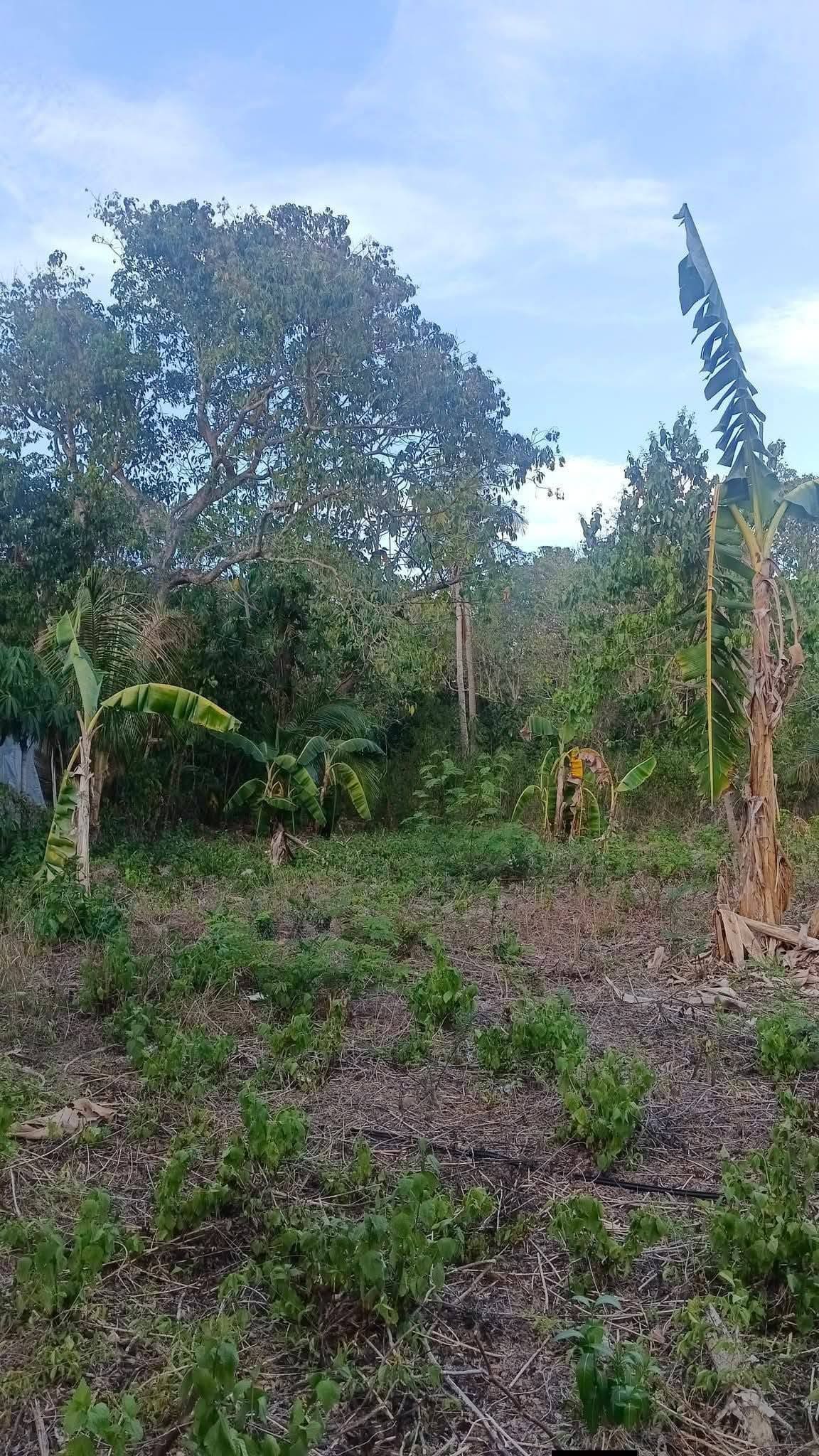 Prime Residential Lot for Sale in Padre Burgos