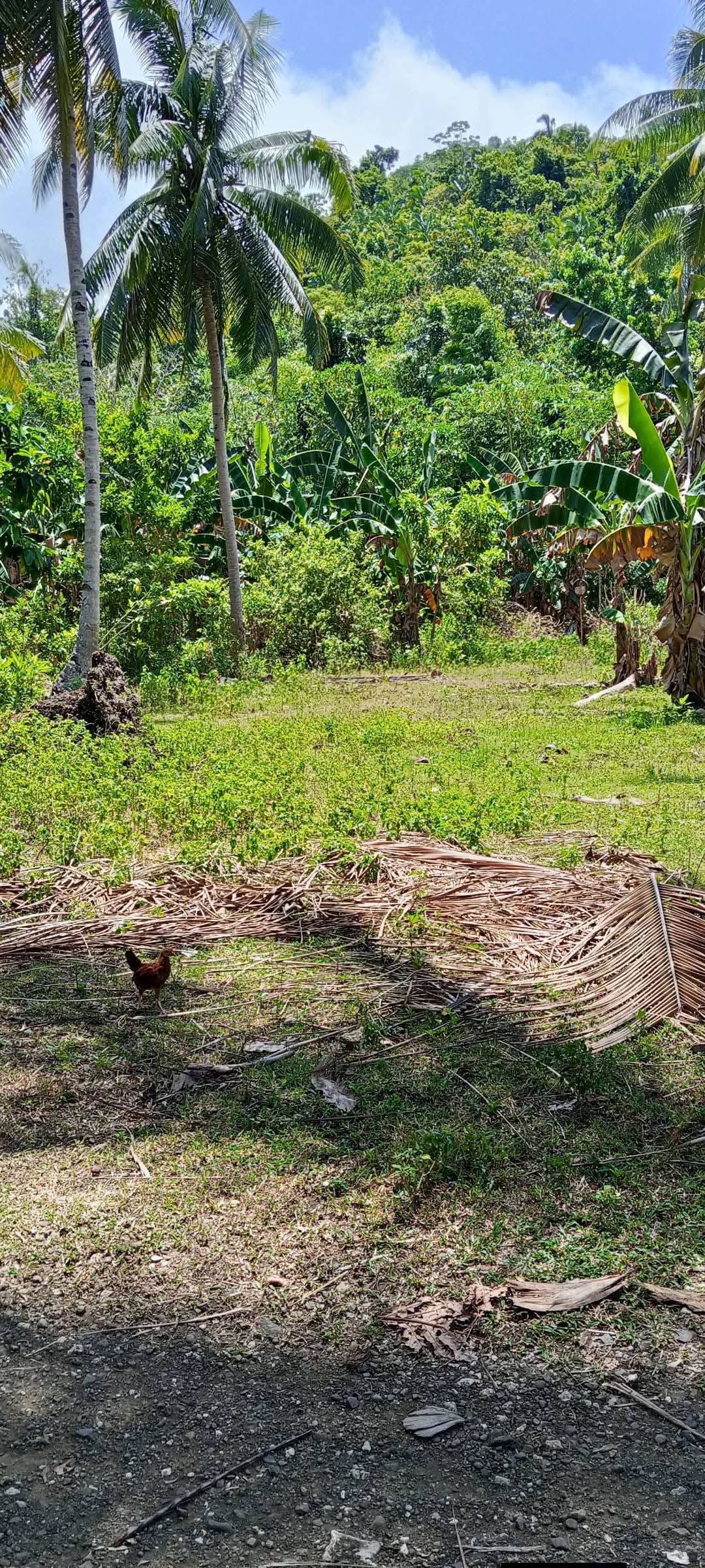 Residential lot for sale in sagpon ibarra maasin city