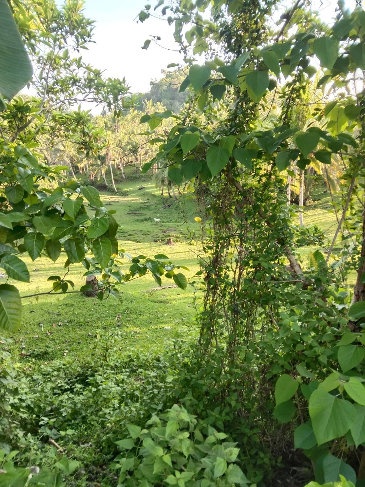 Countryside Farm Property in Tam-is
