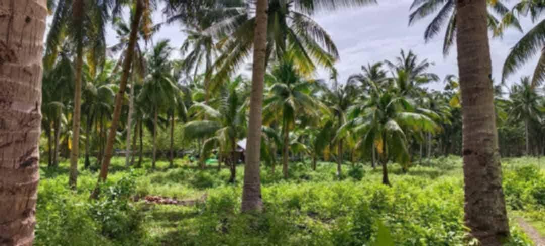 Residential Farm Lot for Sale in Macrohon